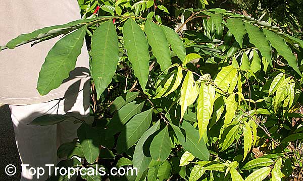 معرفی و راهنمای پرورش درختان میوه - پولاسان